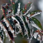 Tarım Üreticilerine 22.9 Milyar Lira Zirai Don Desteği Sağlandı