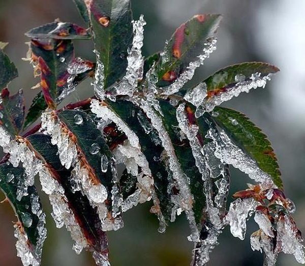 Tarım Üreticilerine 22.9 Milyar Lira Zirai Don Desteği Sağlandı