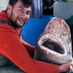 Yalova’da balıkçılar 4 metrelik köpek balığı yakaladı