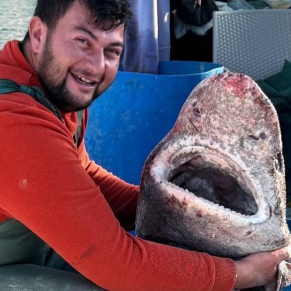 Yalova’da balıkçılar 4 metrelik köpek balığı yakaladı