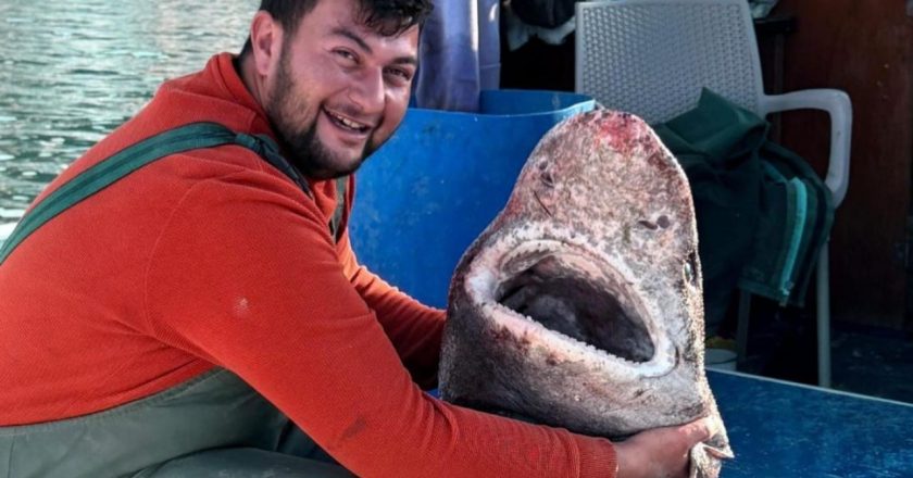 Yalova’da balıkçılar 4 metrelik köpek balığı yakaladı